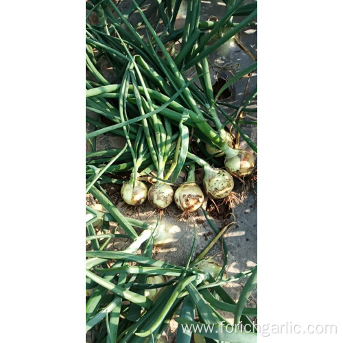 Fresh New Crop Yellow Onion 2019